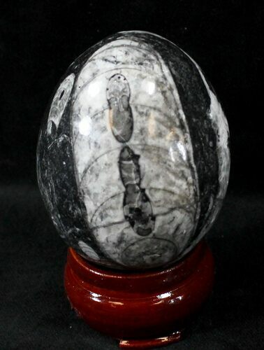 Polished Fossil Orthoceras (Cephalopod) Egg #23749